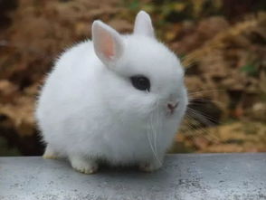 穴兔是地球上最常见的兔子,也是所有家兔的来源 