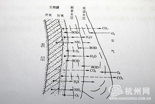 公司治理结构的仿生解析