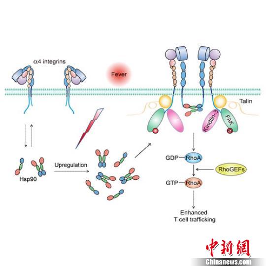 上海科学家揭示 发烧提高免疫 新机制