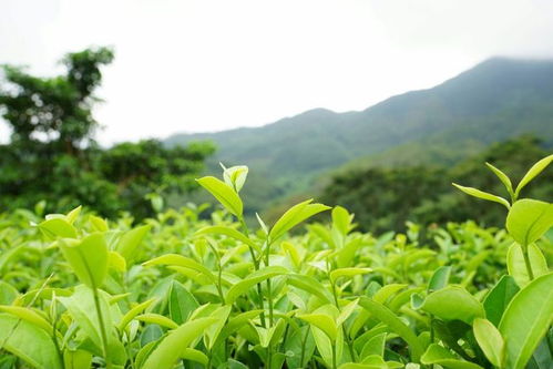 领募 我眼中的绿茶是这样的