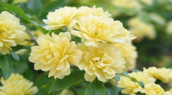黄木香花和茉莉花的区别,院子里适合种什么花？
