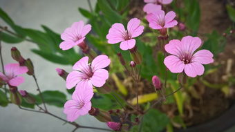 谁知道这种花叫什么名字 