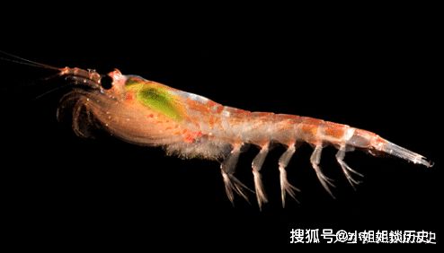 磷虾每年要被吃掉将近2亿吨为什么还吃不完,南极磷虾每年会被吃掉多少斤