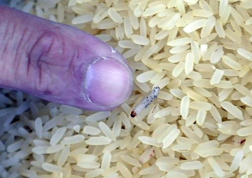 米罐里的米很干净,为什么放久了会有虫子,虫子都是哪里来的呢