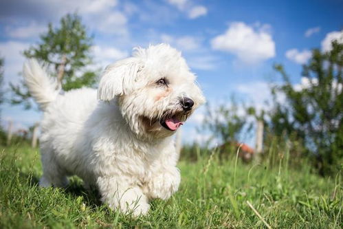 为何可爱的比熊犬这么少人养 网友 怕了,尤其最后一条