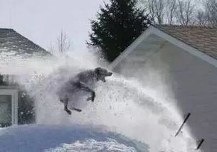 湖北鸡年的第一场雪来了 最好玩的不是雪,而是这些人 