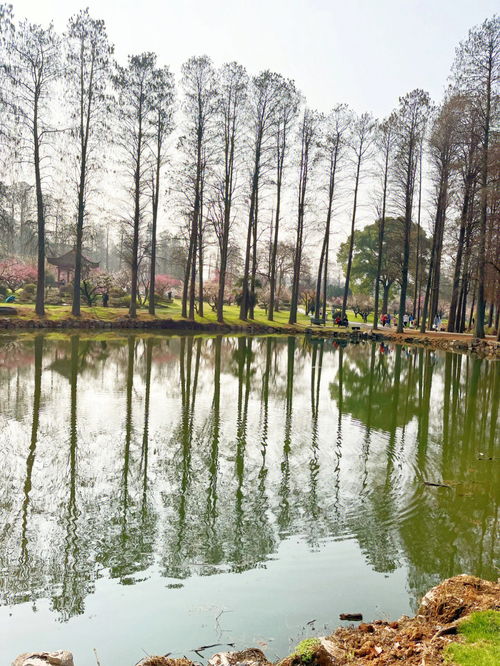 东湖磨山滑道 梅园 东湖绿道游玩攻略 