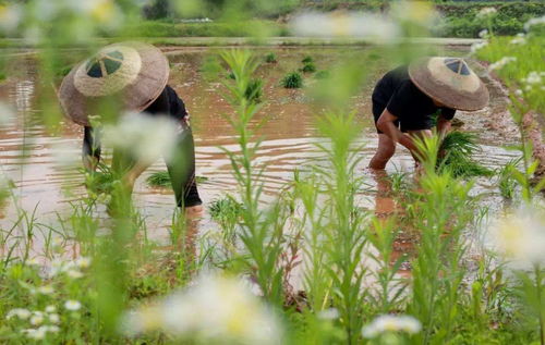 芒种节气的寓意和传统