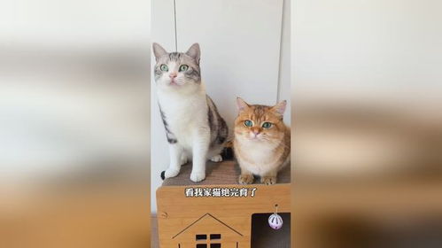 猫猫币也太难兑了,换手率低。 猫猫币也太难兑了,换手率低。 应用