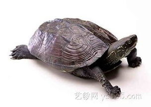 巴西龟怎么看年龄,求图解
