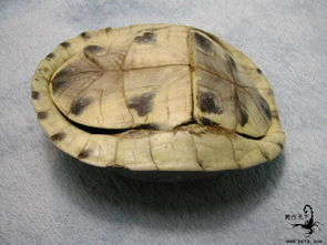 什么龟壳是球形的？