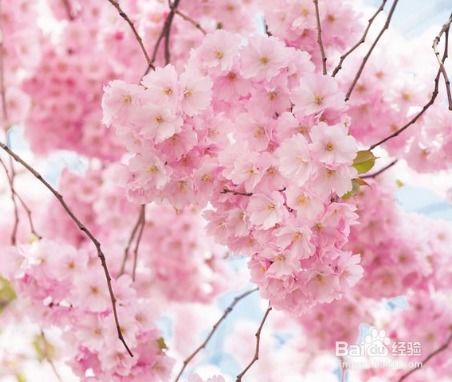 樱花种子怎么种,樱花种子的种植时