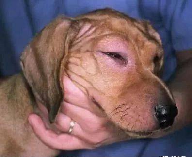 狗接种疫苗不良反应汇总,超实用