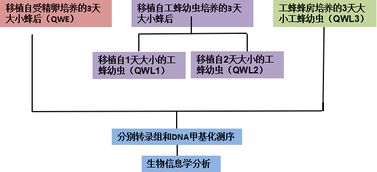 成功案例 转录组和甲基化测序分析蜜蜂蜂后发育途径的鲁棒性 