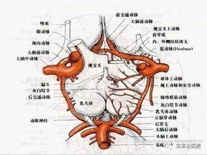 人颈部大动脉位置图 搜狗图片搜索