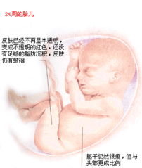怀孕六个月女胎儿图，怀孕六个月胎儿图
