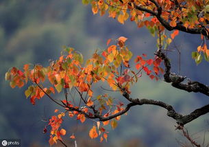 关于秋天的诗句10句