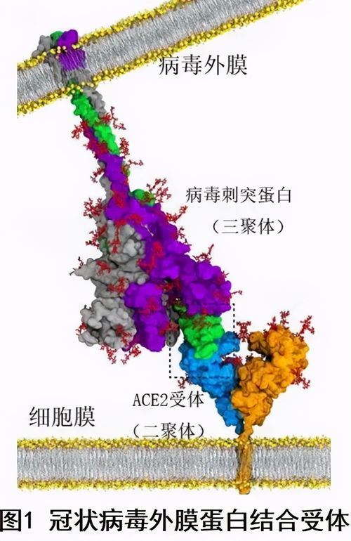 科学认识新型冠状病毒疫苗