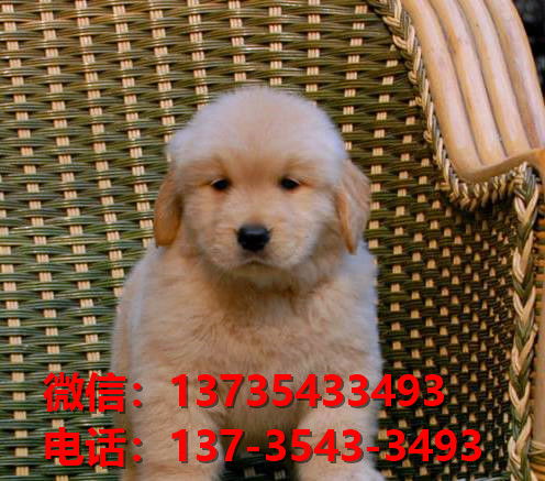 益阳宠物狗犬舍出售纯种金毛犬网上买狗卖狗网站在哪有狗市场