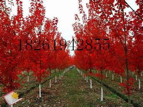 红枫树报价大揭秘：优质红枫树价格透明，选购无忧！