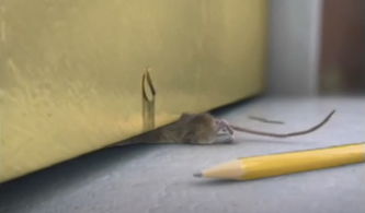 餐厅老鼠的来源以及有效的灭鼠方法