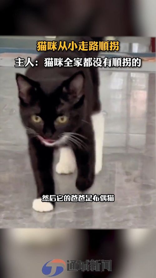 小猫咪从小走路顺拐 主人 猫咪全家都没有顺拐的 