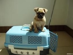 武汉航空托运宠物程序怎么进行 多少费用