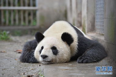 灾区大熊猫健康状况良好 