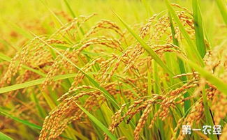 问稻中国 吹响了稻米供给侧结构性改革集结号