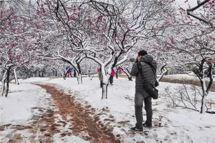 听说周三下雪 南京一下雪就变成了金陵