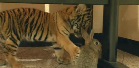 饲养员将兔子扔进虎笼,老虎的反应让人意外,饲养员都无语了
