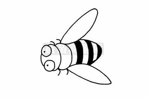 小蜜蜂简笔画图片大全 教程 