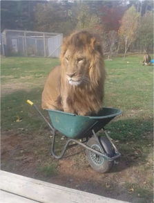 狮子不发威,简直就是一只大猫啊 