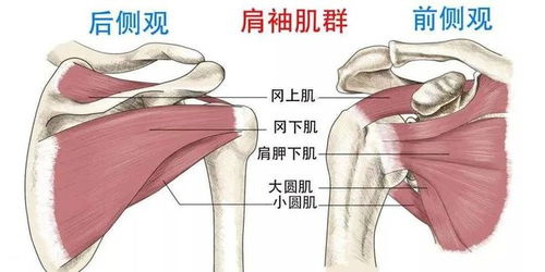 肩部肌肉劳损的症状是什么 (cf穿山甲活动答案)