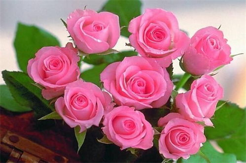 浅粉色玫瑰花语代表什么？