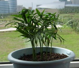 微型椰树绿植怎样养,盆栽小椰子树怎么种植
