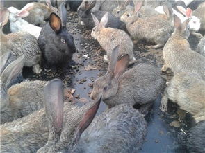 重庆肉兔价格种兔养殖技术价格 重庆肉兔价格种兔养殖技术型号规格 