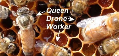 世界上毒性最弱的蜜蜂（南非63只企鹅被蜜蜂蜇死）