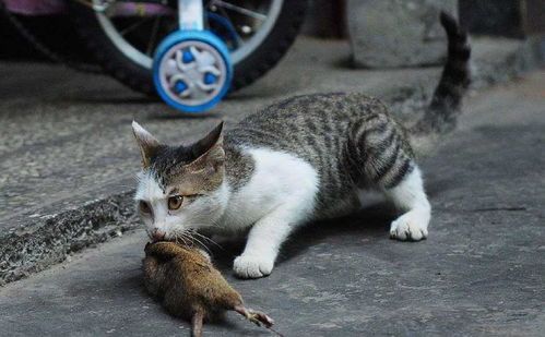 宠物猫放到野外能自己捉老鼠吗 答案是非常的扎心了 