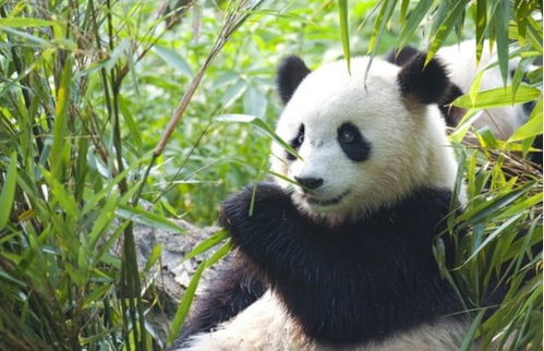 大熊猫是如何求偶的 没点实力找不到 老婆 ,场面异常激烈