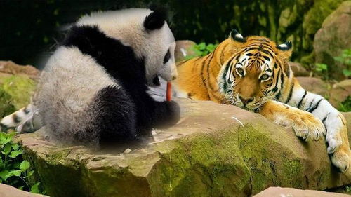 素食的大熊猫弱吗 别真当它是吃素的,老虎与它比起来都弱爆了
