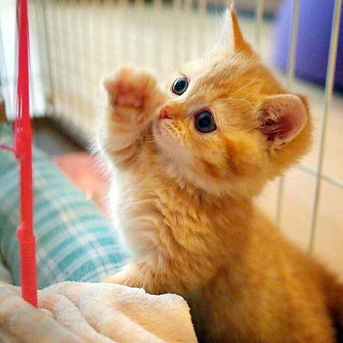 橘猫为什么能从流浪猫变为人见人爱的网红猫呢