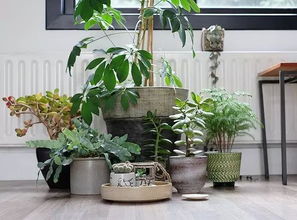 家里一般种什么绿植,家中必备的绿植推荐，让你的家更美好！
