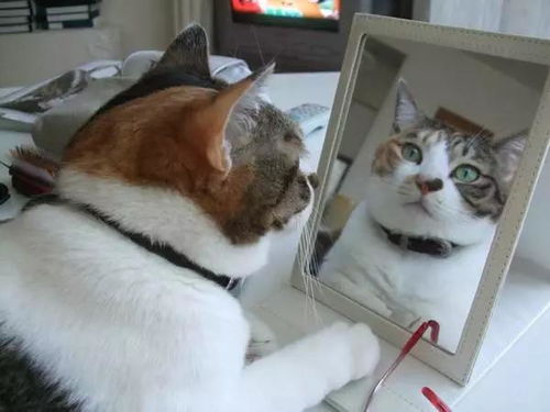 猫眼中的世界是什么样的 猫能认出镜子里的自己吗 答案出乎意料