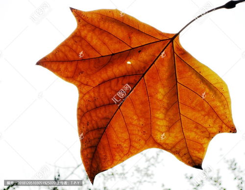 关于秋天梧桐树叶的诗句
