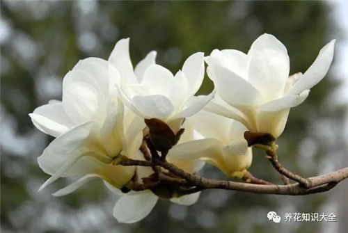 识花 看图猜花名,了解更多有趣花卉知识