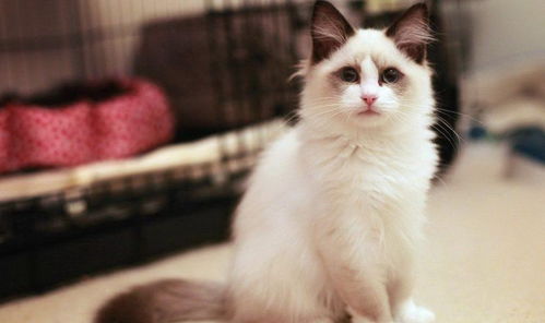 盘点五种优雅高贵的长毛猫,第一名不愧是公认的仙女喵