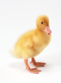 一只可爱的张着嘴的黄色小鸭子侧面图片下载 1069841 