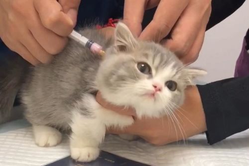 猫不打疫苗可以吗 