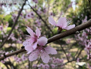 粉色桃花花卉高清图片